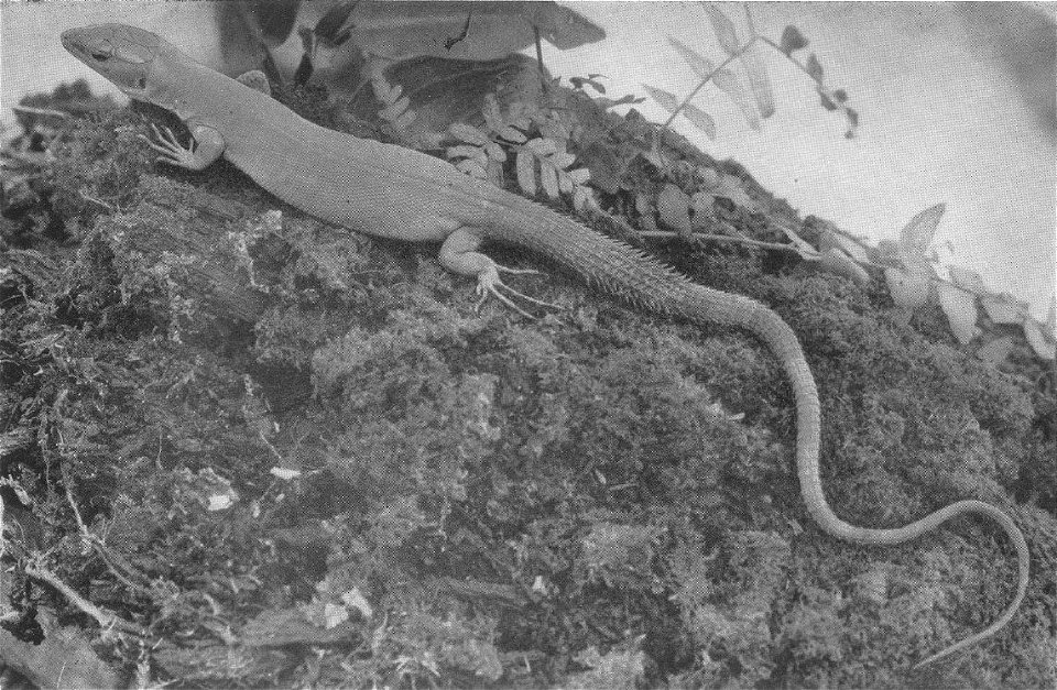 Female of Gastropholis echinata