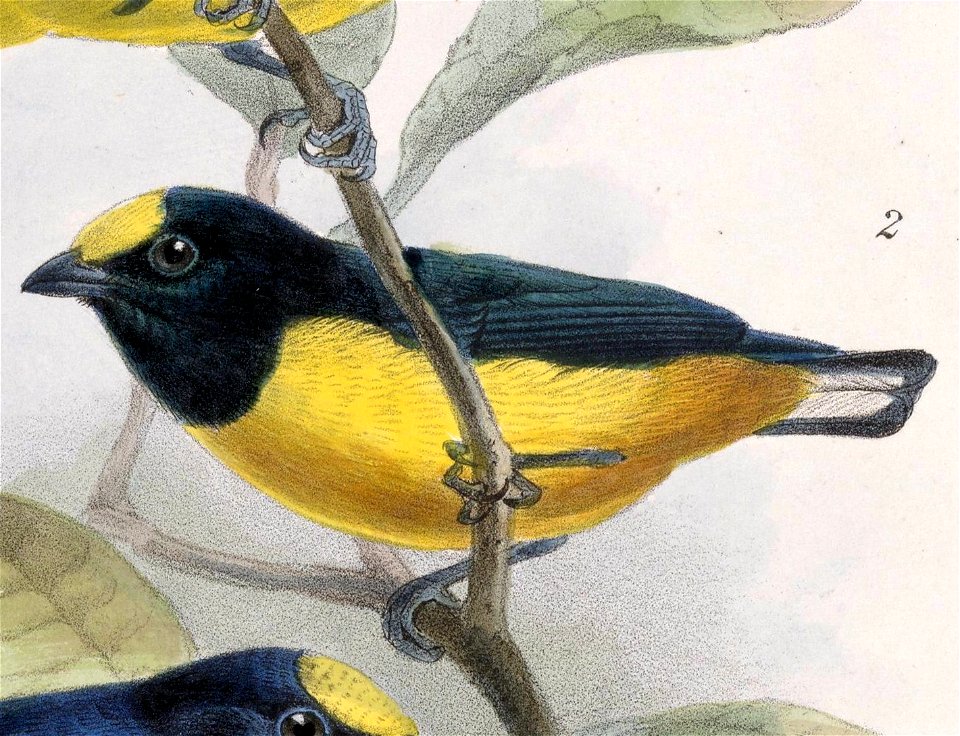 English:  « Euphonia fulvicrissa » = Euphonia fulvicrissa (Fulvous-vented Euphonia)Français :  « Euphonia fulvicrissa » = Euphonia fulvicrissa (Organiste c