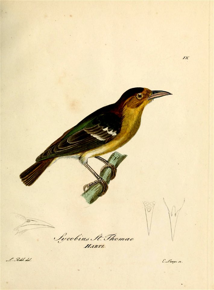 Ploceus sanctithomae - Beitrag zur Ornithologie Westafrica's