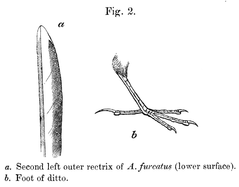 English:  « Anthus furcatus » = Anthus furcatus (Short-billed Pipit) - second left outer retrix (lower surface) and footFrançais :  « Anthus furcatus » = A