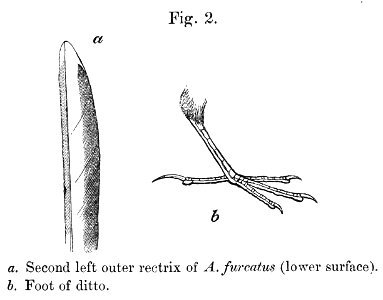English: « Anthus furcatus » = Anthus furcatus (Short-billed Pipit) - second left outer retrix (lower surface) and footFrançais : « Anthus furcatus » = A photo