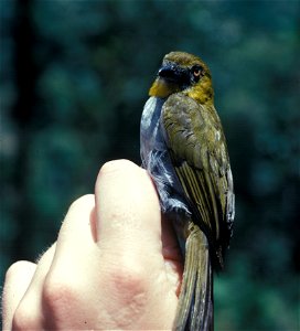 Yellow-throated Bush-tanager (Chlorospingus flavigularis) in Ecuador. Picture from the NBII Image Gallery.