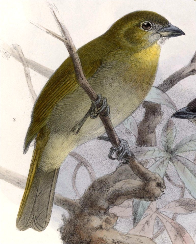 English:  « Chlorospingus hypophaeus » = Chlorospingus flavigularis hypophaeus (Subspecies of Yellow-throated Bush-tanager)Français :  « Chlorospingus hypophaeu