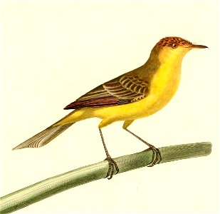 English:  « Alecturus flaviventris » = Pseudocolopteryx sclateri (Crested Doradito)Français :  « Alecturus flaviventris » = Pseudocolopteryx sclateri (Dora