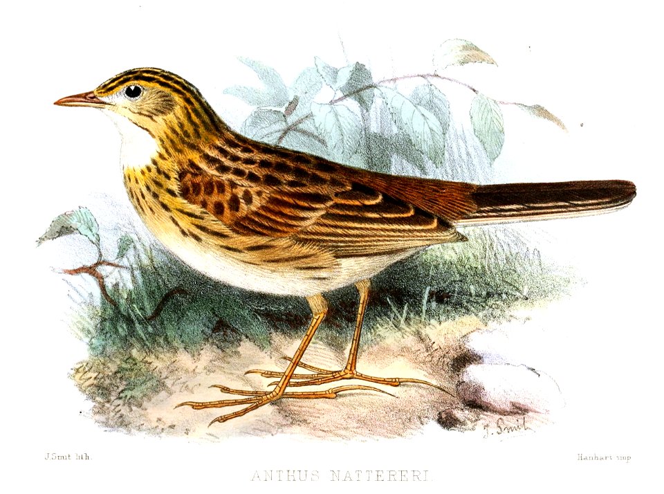 English:  « Anthus nattereri » = Anthus nattereri (Ochre-breasted Pipit) - note: according to P.L. Sclater himself (NB under the figure 3), the bill is ma rather too largeFrançais&#