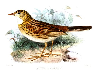 English:  « Anthus nattereri » = Anthus nattereri (Ochre-breasted Pipit) - note: according to P.L. Sclater himself (NB under the figure 3), the bill is ma rather too largeFrançais&#