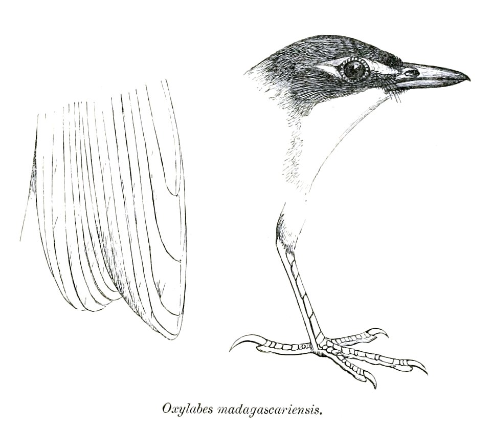 White-throated Oxylabes; head from lateral, foot from lateral, remiges tips from ventral