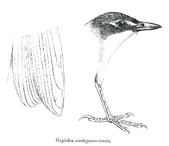 White-throated Oxylabes; head from lateral, foot from lateral, remiges tips from ventral photo