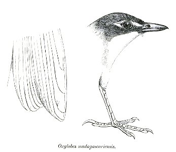 White-throated Oxylabes; head from lateral, foot from lateral, remiges tips from ventral