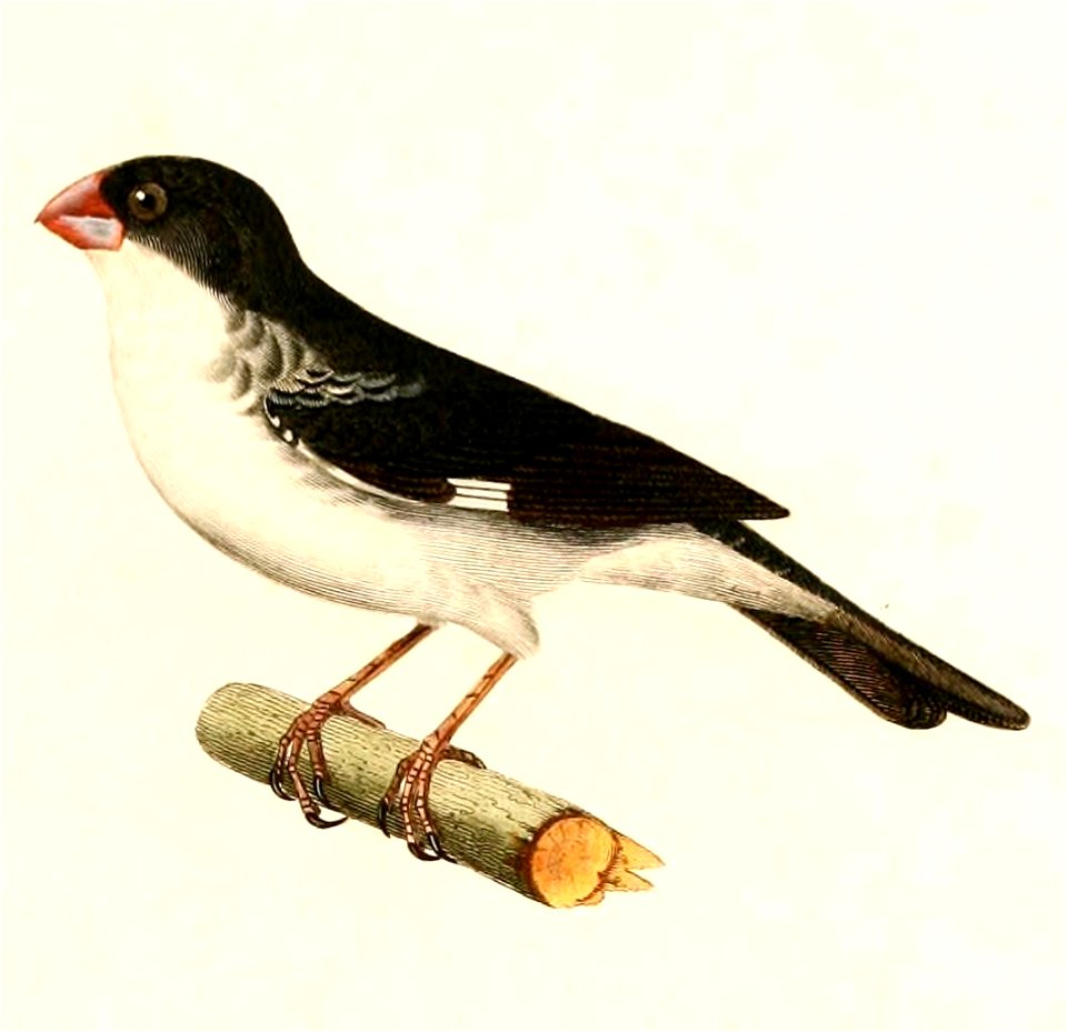 English:  « Pyrrhula bicolor » = Sporophila leucoptera bicolor (Subspecies of White-bellied Seedeater) - maleFrançais :  « Pyrrhula bicolor » = Sporophila 