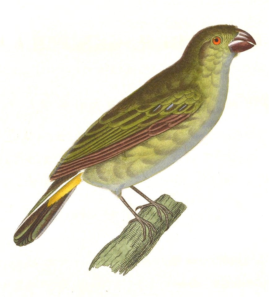 English:  « Pyrrhula cinereola » = Sporophila leucoptera cinereola (Subspecies of White-bellied Seedeater) - femaleFrançais :  « Pyrrhula cinereola » = Spo