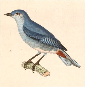 English:  « Sylvia speciosa » = Conirostrum speciosum (Chestnut-vented Conebill) - maleFrançais :  « Sylvia speciosa » = Conirostrum speciosum (Conirostre 