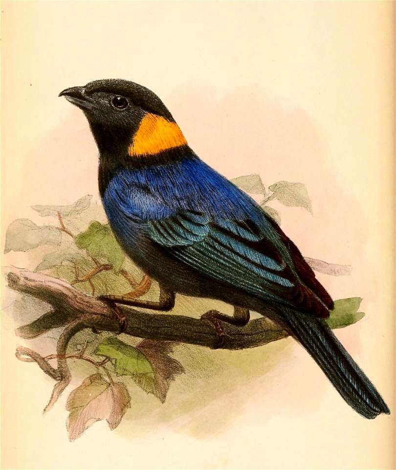 English:  « Iridornis reinhardti » = Iridosornis reinhardti (Yellow-scarfed Tanager)Français :  « Iridornis reinhardti » = Iridosornis reinhardti (Tangara 