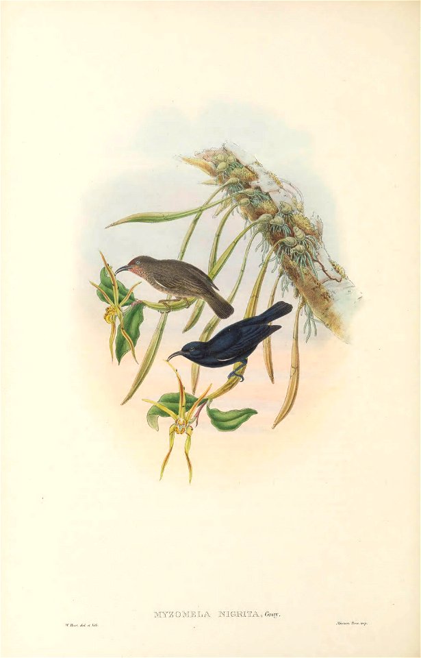 Myzomela nigrita in The birds of New Guinea and the adjacent Papuan islands, including many new species recently discovered in Australia. v.3. (Plate 72)
