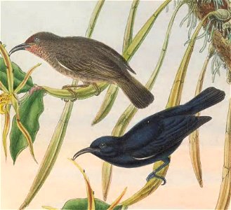 Myzomela nigrita in The birds of New Guinea and the adjacent Papuan islands, including many new species recently discovered in Australia. v.3. (Plate 72)
