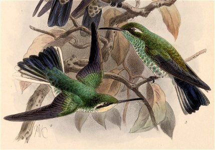 English:  « Delattria sybillae » = Lampornis sybillae (Green-breasted Mountaingem) - male and femaleFrançais :  « Delattria sybillae » = Lampornis sybillae
