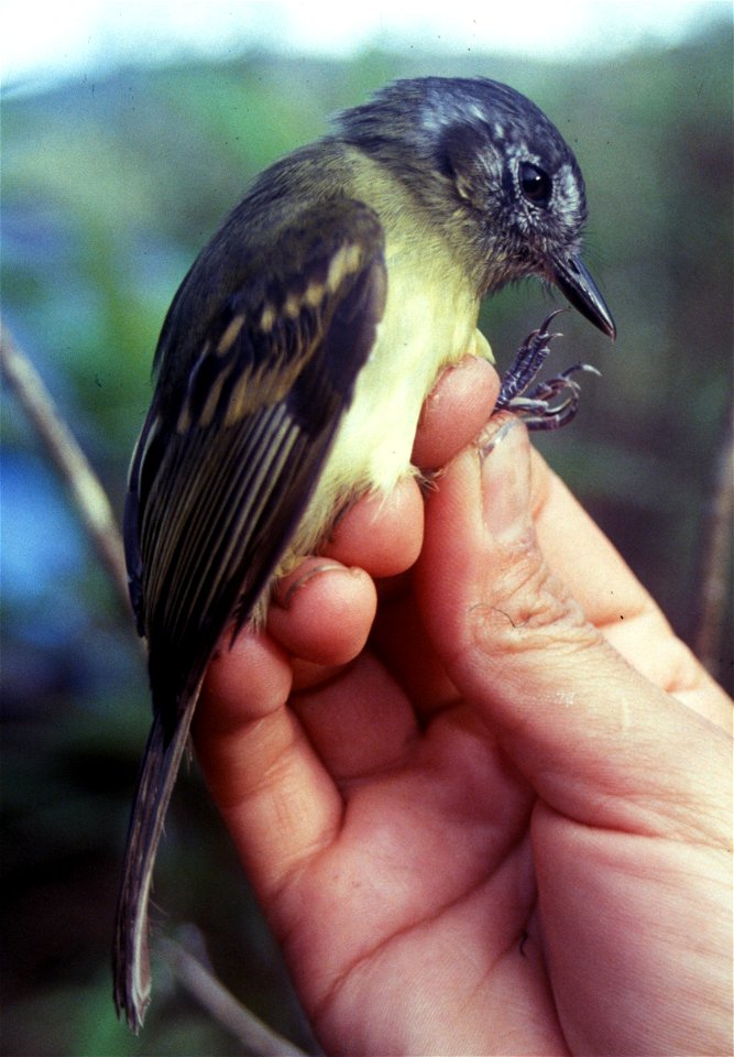 Slaty-capped Flycatcher (Leptopogon superciliaris) from Ecuador