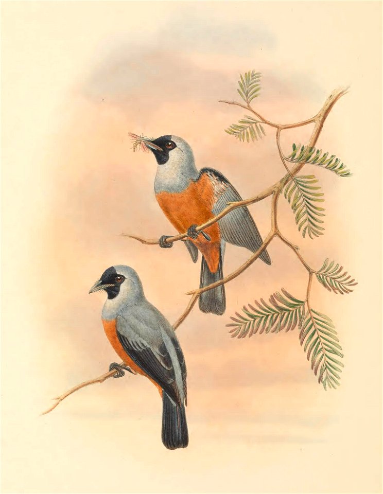 Monarcha periophthalmicus = Monarcha frater periophthalmicus - The birds of New Guinea and the adjacent Papuan islands : including many new species recently discovered in Australia. v.2 (Plate 52