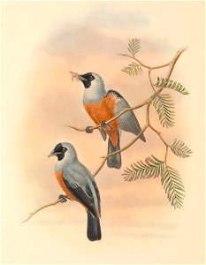Monarcha periophthalmicus = Monarcha frater periophthalmicus - The birds of New Guinea and the adjacent Papuan islands : including many new species recently discovered in Australia. v.2 (Plate 52