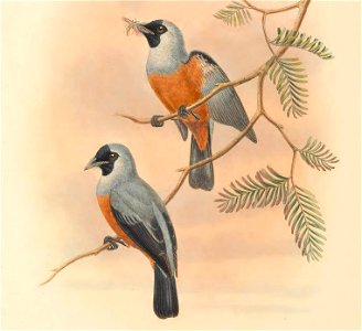 Monarcha periophthalmicus = Monarcha frater periophthalmicus - The birds of New Guinea and the adjacent Papuan islands : including many new species recently discovered in Australia. v.2 (Plate 52