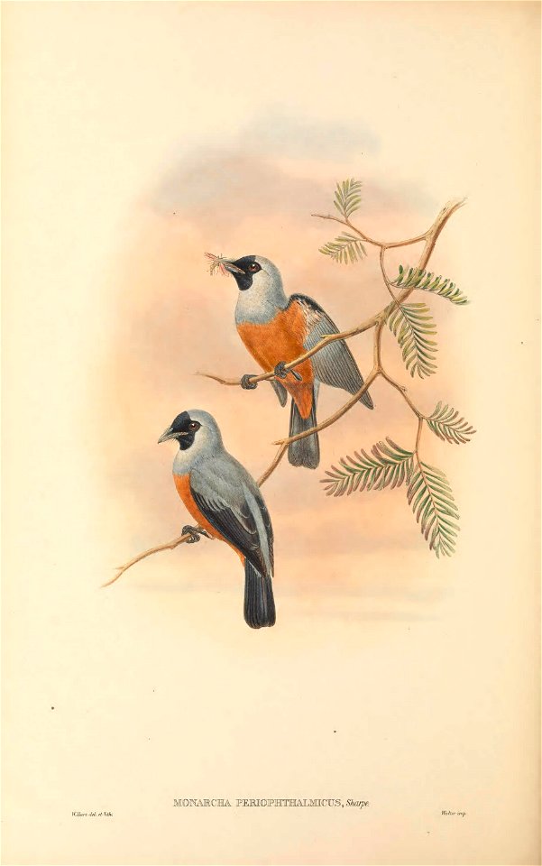 Monarcha periophthalmicus = Monarcha frater periophthalmicus - The birds of New Guinea and the adjacent Papuan islands : including many new species recently discovered in Australia. v.2 (Plate 52