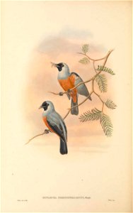 Monarcha periophthalmicus = Monarcha frater periophthalmicus - The birds of New Guinea and the adjacent Papuan islands : including many new species recently discovered in Australia. v.2 (Plate 52