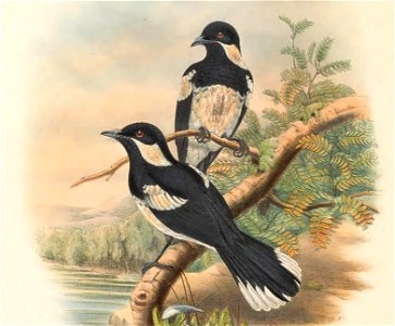 Piezorhynchus browni = Symposiachrus browni - The birds of New Guinea and the adjacent Papuan islands : including many new species recently discovered in Australia. v.2 (Plate 45).