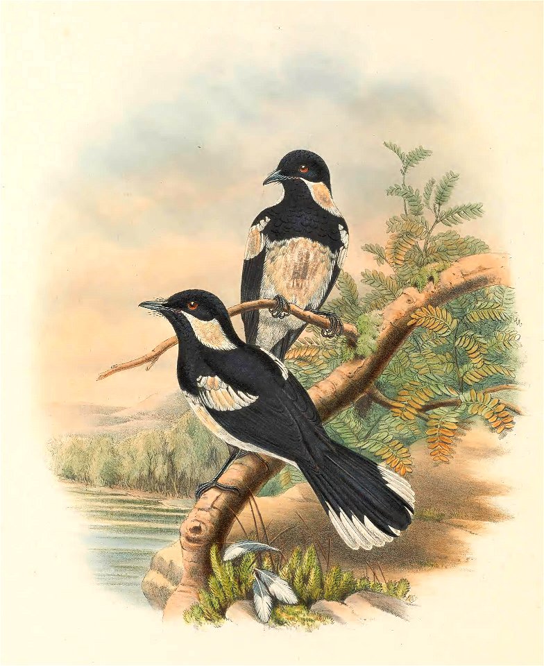 Piezorhynchus browni = Symposiachrus browni - The birds of New Guinea and the adjacent Papuan islands : including many new species recently discovered in Australia. v.2 (Plate 45).