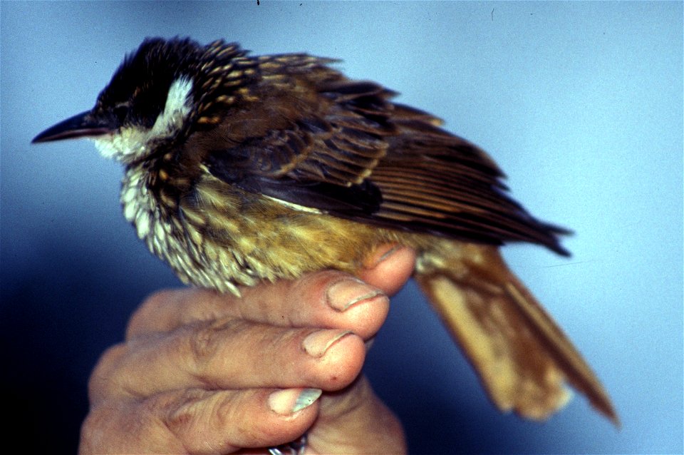 Streaked Tuftedcheek (Pseudocolaptes boissonneautii) from Ecuador