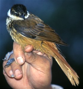 (Pseudocolaptes boissonneautii) in Ecuador