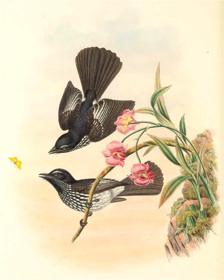 Rhipidura cockerelli - The birds of New Guinea and the adjacent Papuan islands : including many new species recently discovered in Australia. v.2 (Plate 28).