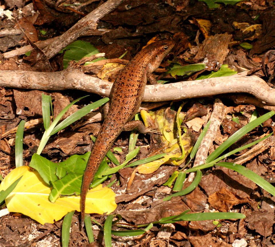 Mabuya wrightii ("Wright's skink") in Cousin Island, Seychelles
