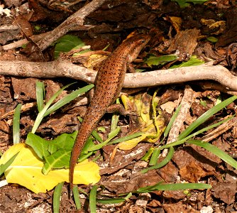 Mabuya wrightii ("Wright's skink") in Cousin Island, Seychelles