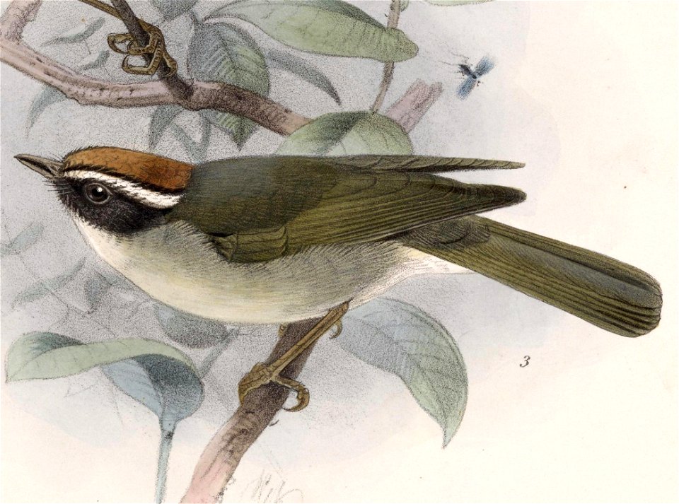 English:  « Basileuterus melanogenys » = Basileuterus melanogenys (Black-cheeked Warbler)Français :  « Basileuterus melanogenys » = Basileuterus melanogeny
