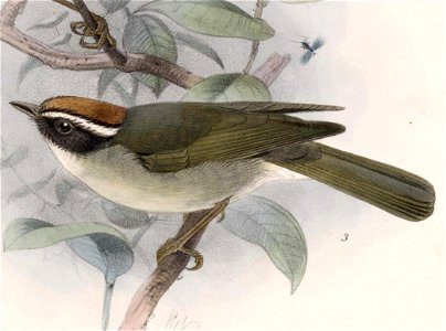 English: « Basileuterus melanogenys » = Basileuterus melanogenys (Black-cheeked Warbler)Français : « Basileuterus melanogenys » = Basileuterus melanogeny photo
