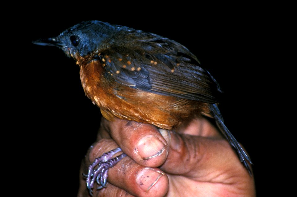 Spot-winged Antbird (Schistocichla leucostigma). A female photographed in Cordillera del Cóndor, south-eastern Ecuador. Originally mistakenly identified as Xiphorhynchus ocellatus.