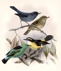 English:  
« Diglossa plumbea » = Diglossa plumbea (Slaty Flowerpiercer) - male and female
« Dacnis vigueri » = Dacnis viguieri (Viridian Dacnis)

« Certhiola caboti&