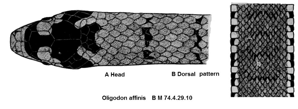Oligodon affinis