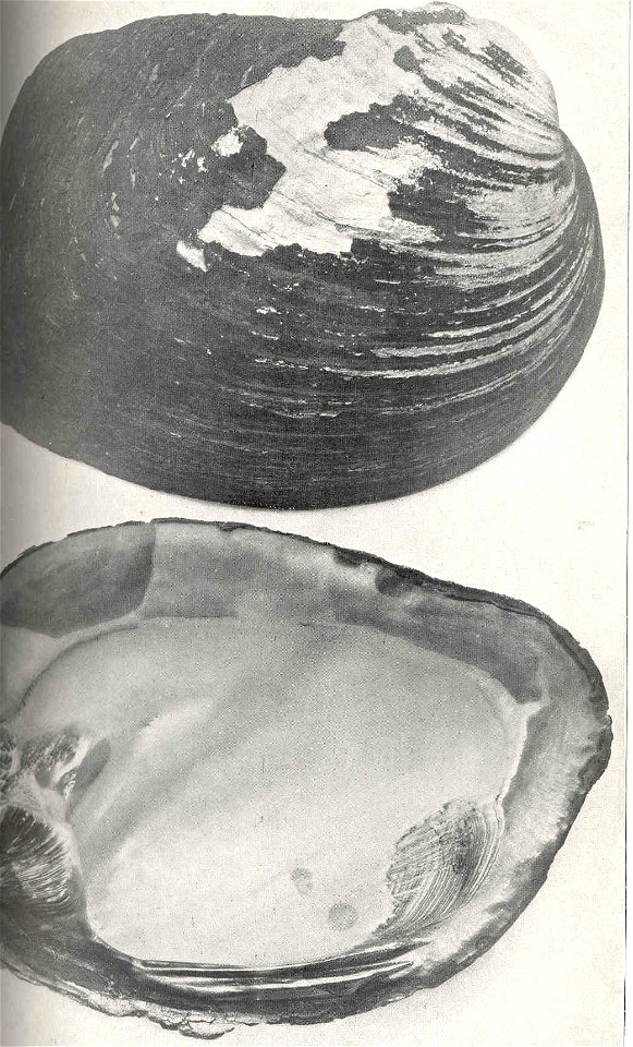 Amblema plicata syn. Quadrula undulata

 Bluepoint (Quadrula undulata)
Subject: Quadrula, Freshwater mussels
Tag: Shellfish