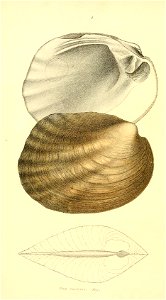 Amblema plicata syn. Unio costatus