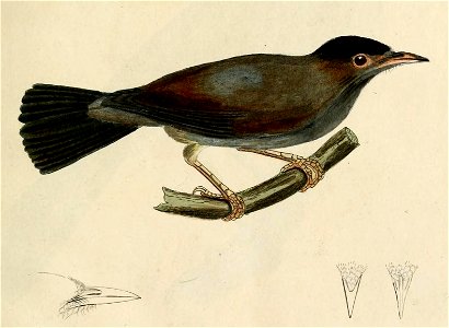 Zosterops lugubris - Beitrag zur Ornithologie Westafrica's