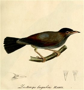 Zosterops lugubris - Beitrag zur Ornithologie Westafrica's