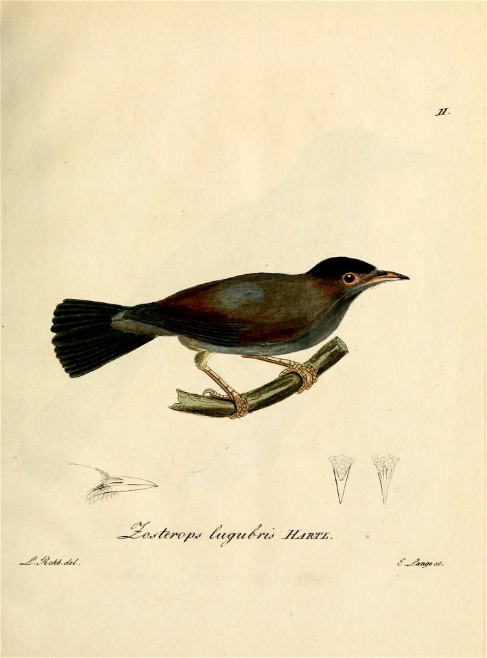 Zosterops lugubris - Beitrag zur Ornithologie Westafrica's