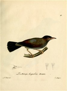 Zosterops lugubris - Beitrag zur Ornithologie Westafrica's
