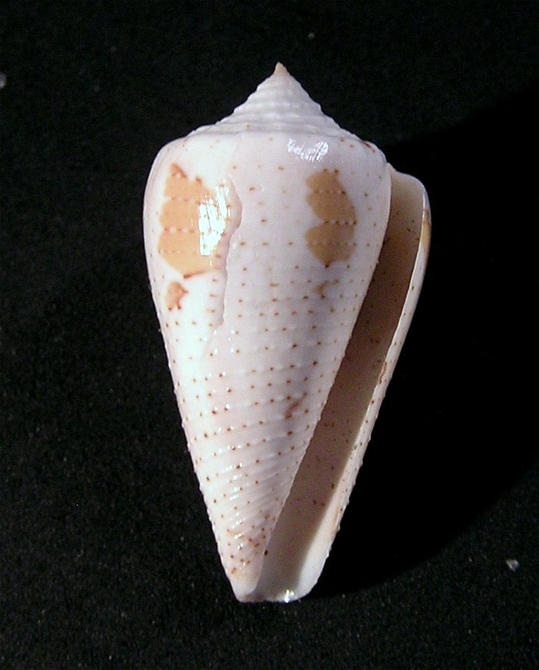 Conus cedonulli Linnaeus, 1758  (synonym: Conus dominicanus Hwass in Bruguière, 1792); Grenada
