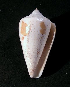 Conus cedonulli Linnaeus, 1758  (synonym: Conus dominicanus Hwass in Bruguière, 1792); Grenada