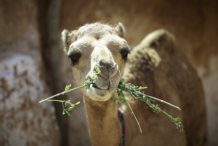 Animals tunisia animal photo