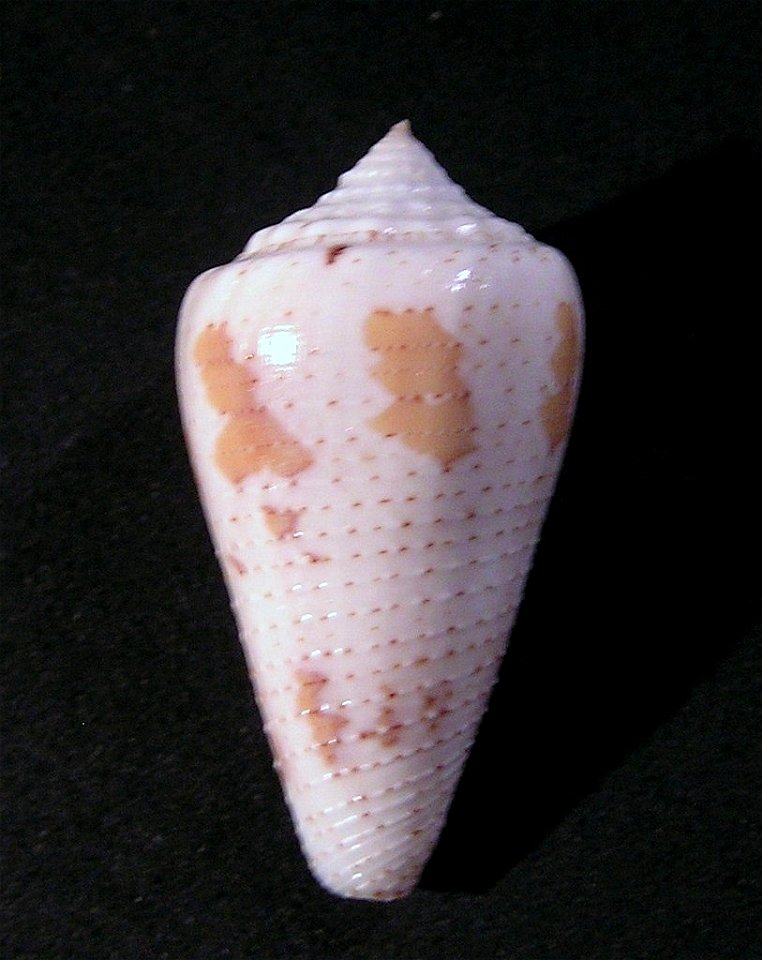 Conus cedonulli Linnaeus, 1758  (synonym: Conus dominicanus Hwass in Bruguière, 1792); Grenada