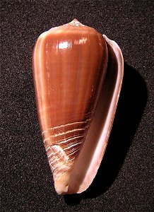 Conus cinereus Hwass in Bruguière, 1792  (synonym : Conus gubba Kiener, 1845); the Philippines
