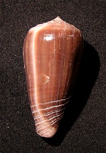 Conus cinereus Hwass in Bruguière, 1792  (synonym : Conus gubba Kiener, 1845); the Philippines